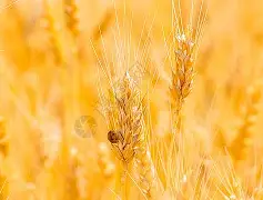 关于麦基安女藩缺席,皇家社会后防线削弱的信息 关于麦基安女藩缺席,皇家社会后防线削弱的信息